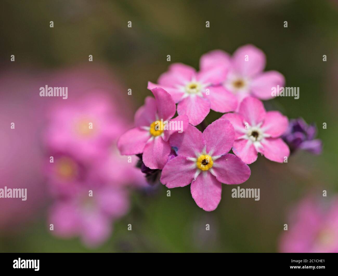 Rosa Vergiss-mich-nicht (Myosotis sylvatica) Stockfoto