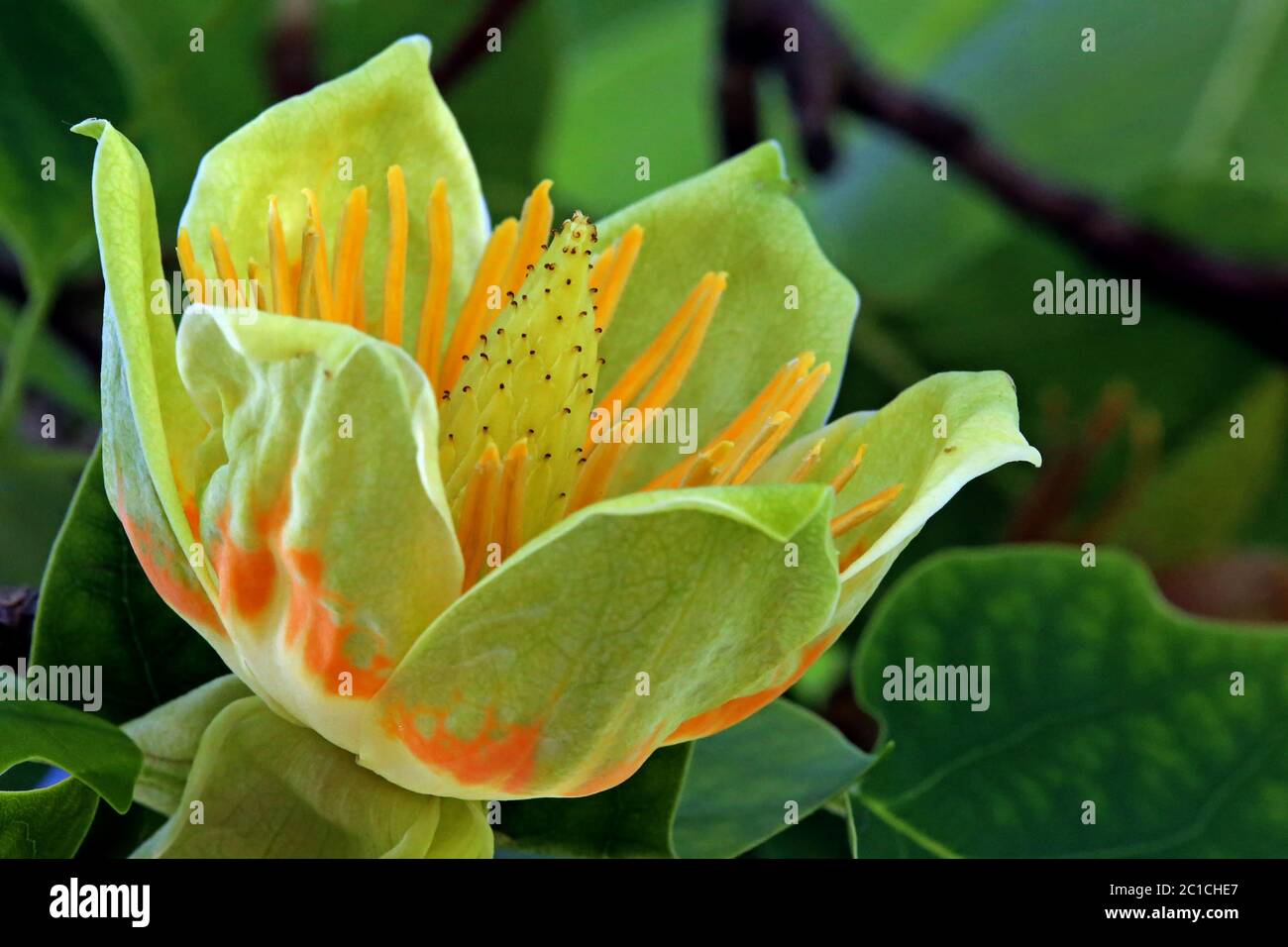 Orange-gelbe Blume des Tulpenbaums Liriodendron tulipifera Stockfoto