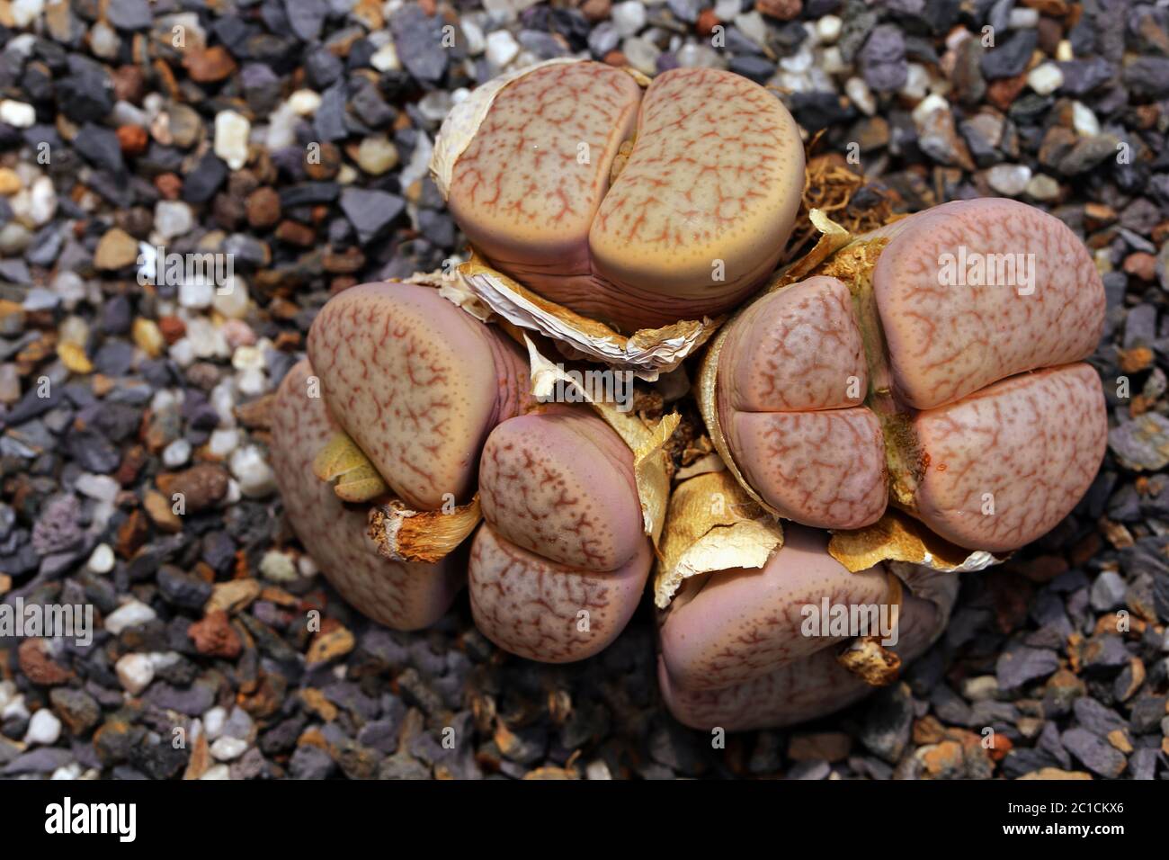 Lithops pseudotruncatella - lebende Steine aus Namibia Stockfoto