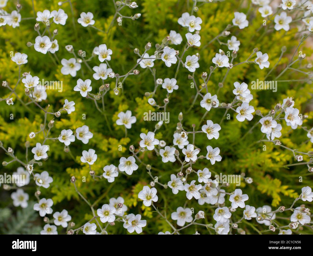 Dorn, weiße Blüten gegen grünen Bodendeckel. Stockfoto