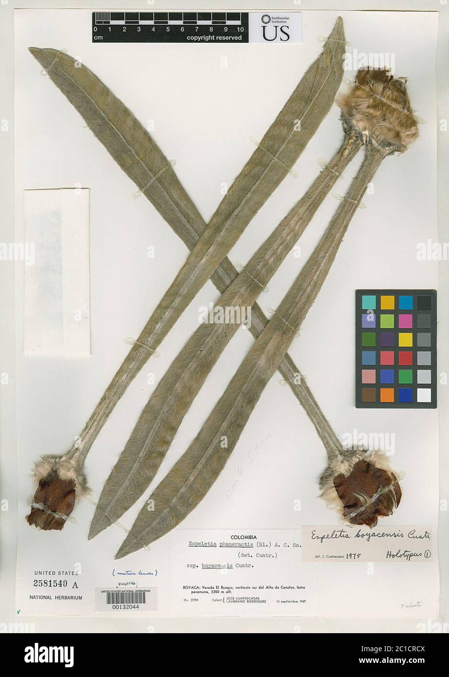 Espeletia boyacensis Cuatrec Espeletia boyacensis Cuatrec. Stockfoto