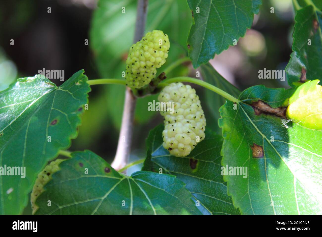 Nahaufnahme einer grünen und reifen weißen Maulbeere auf einem Ast. Morus alba als weiße Maulbeere. Beja, Portugal. Stockfoto