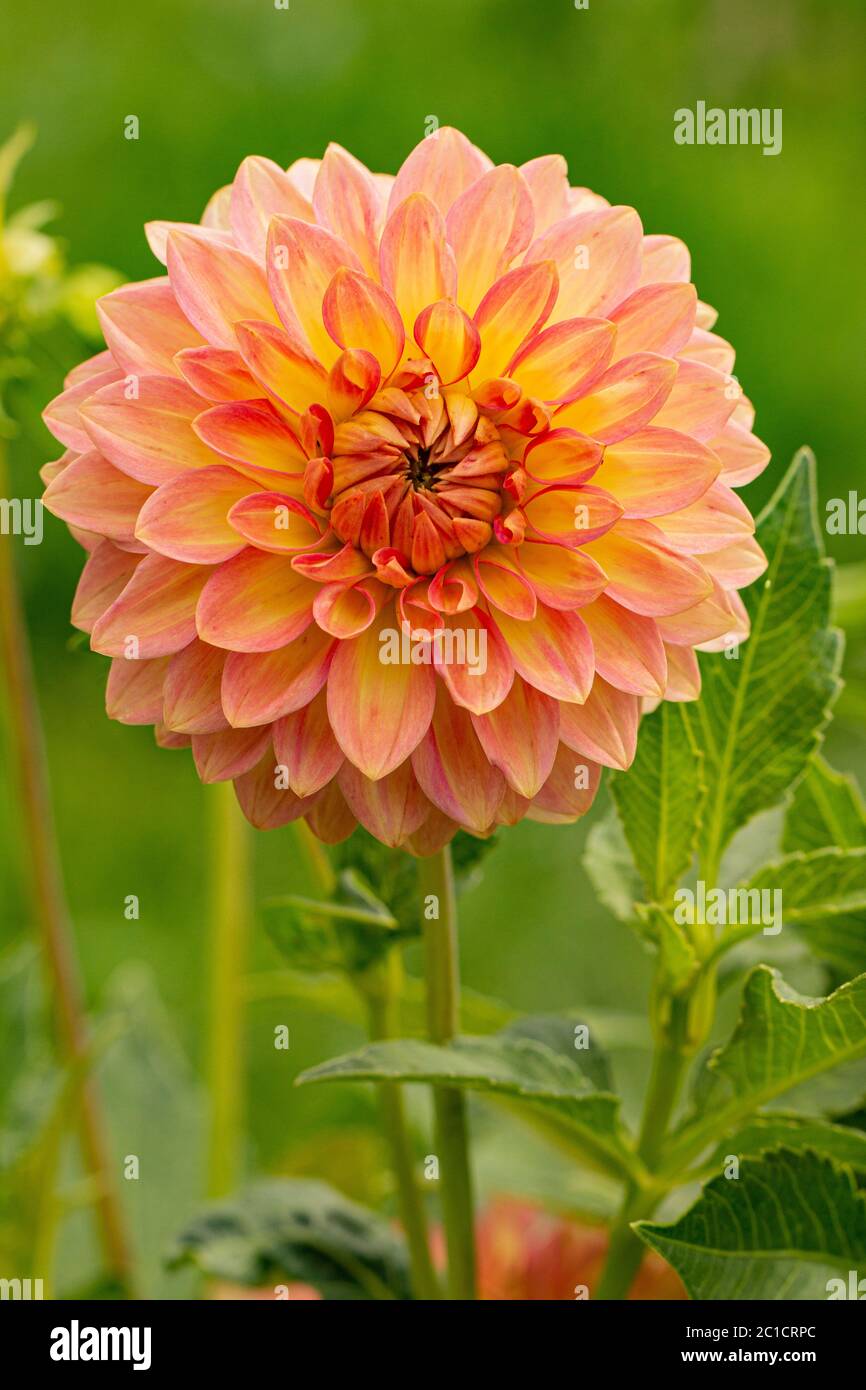 Frische rosa Dahlia Blume, fotografiert aus nächster Nähe, mit Schwerpunkt auf Blütenblätter Schichten. Makrofotografie Stockfoto