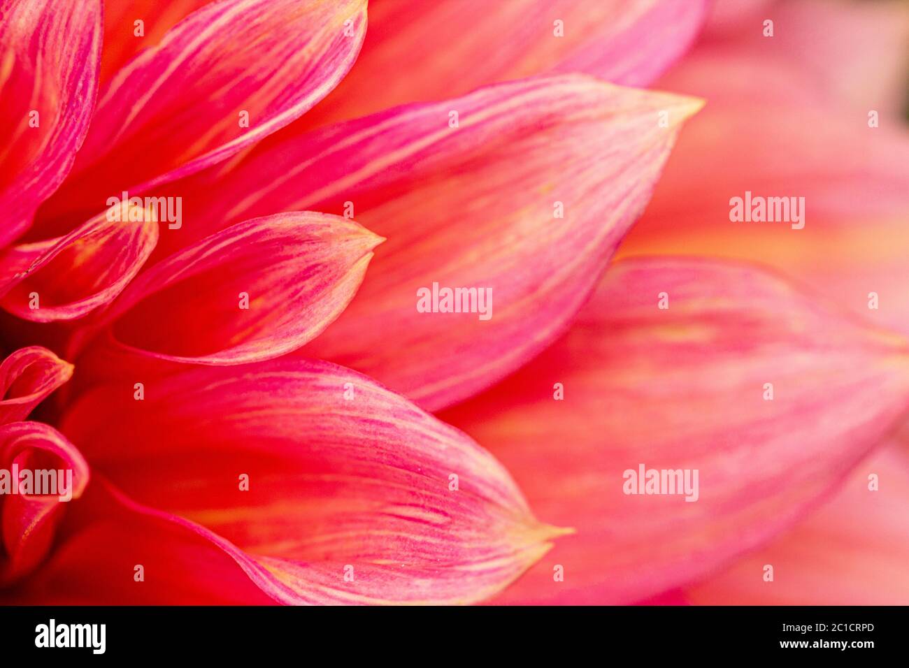 Frische rosa Dahlia Blume, fotografiert aus nächster Nähe, mit Schwerpunkt auf Blütenblätter Schichten. Makrofotografie Stockfoto