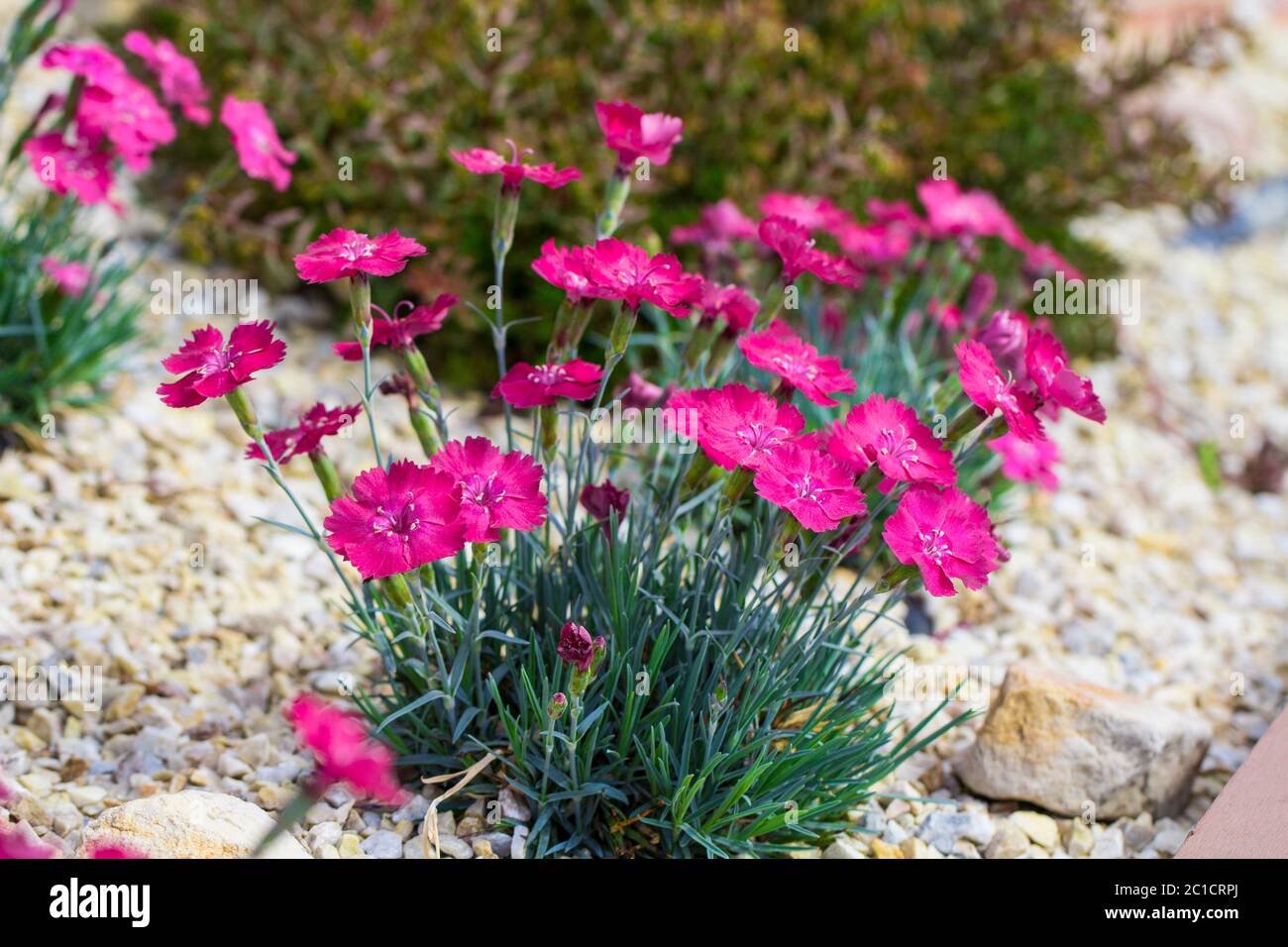 Nelken sind schöne Blumen für Ihren Garten aus nächster Nähe Stockfoto