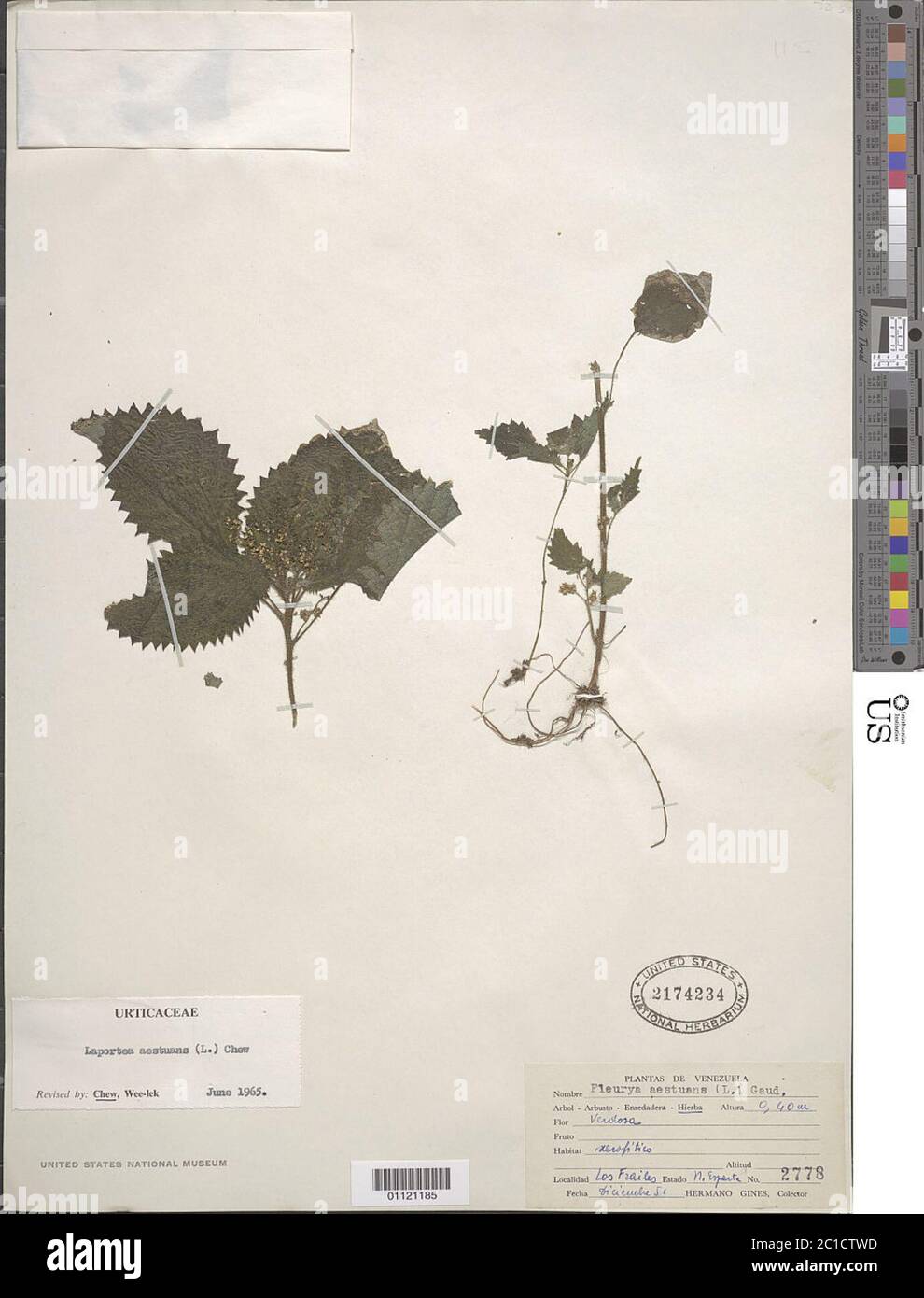 Laportea aestuans L W L Chew Laportea aestuans L W L Chew. Stockfoto