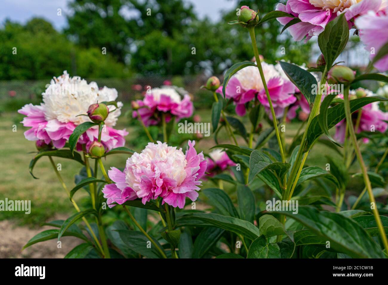 Bunte Pfingstrosen wachsen im Garten Stockfoto