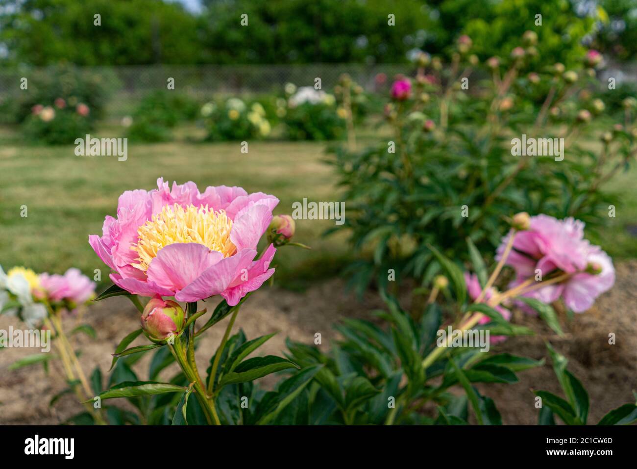 Bunte Pfingstrosen wachsen im Garten Stockfoto