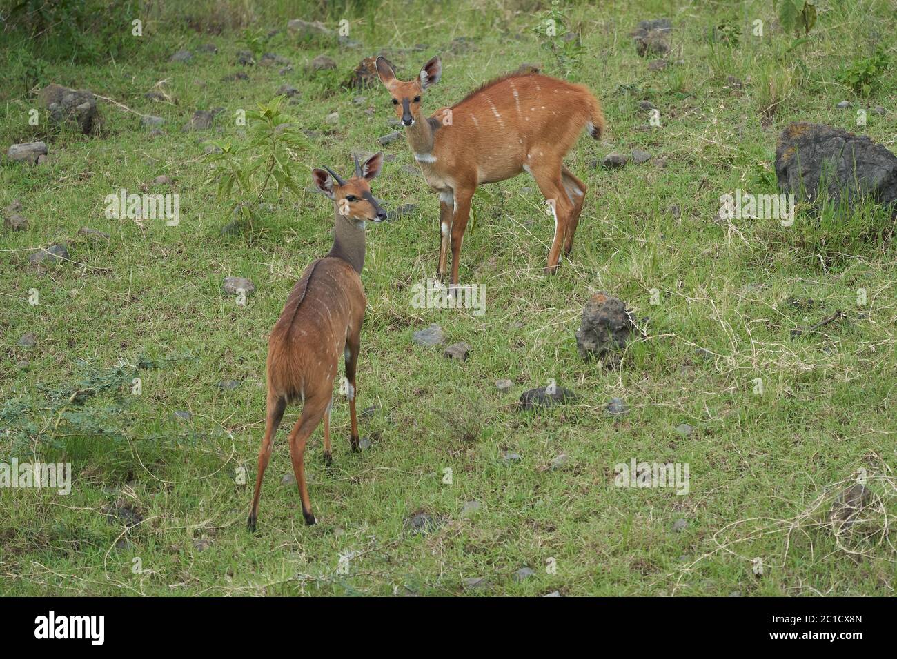 Tiefland Nyala Tragelaphus angasii Spirale gehörnte Antilope Afrika Stockfoto