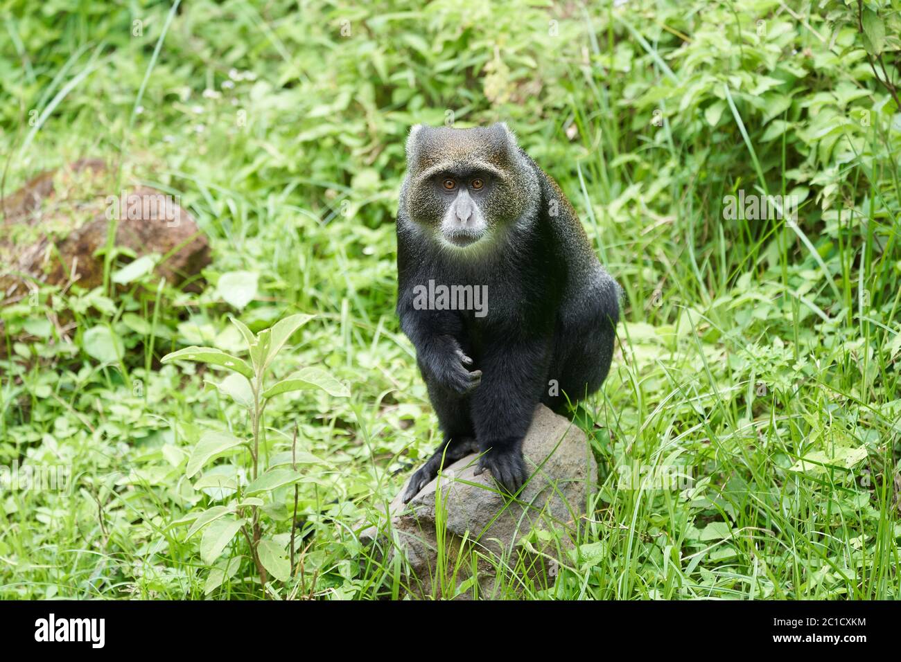 Blauer Affe diademed Affe Cercopithecus mitis Portrait Arten von Altwels Monke Stockfoto