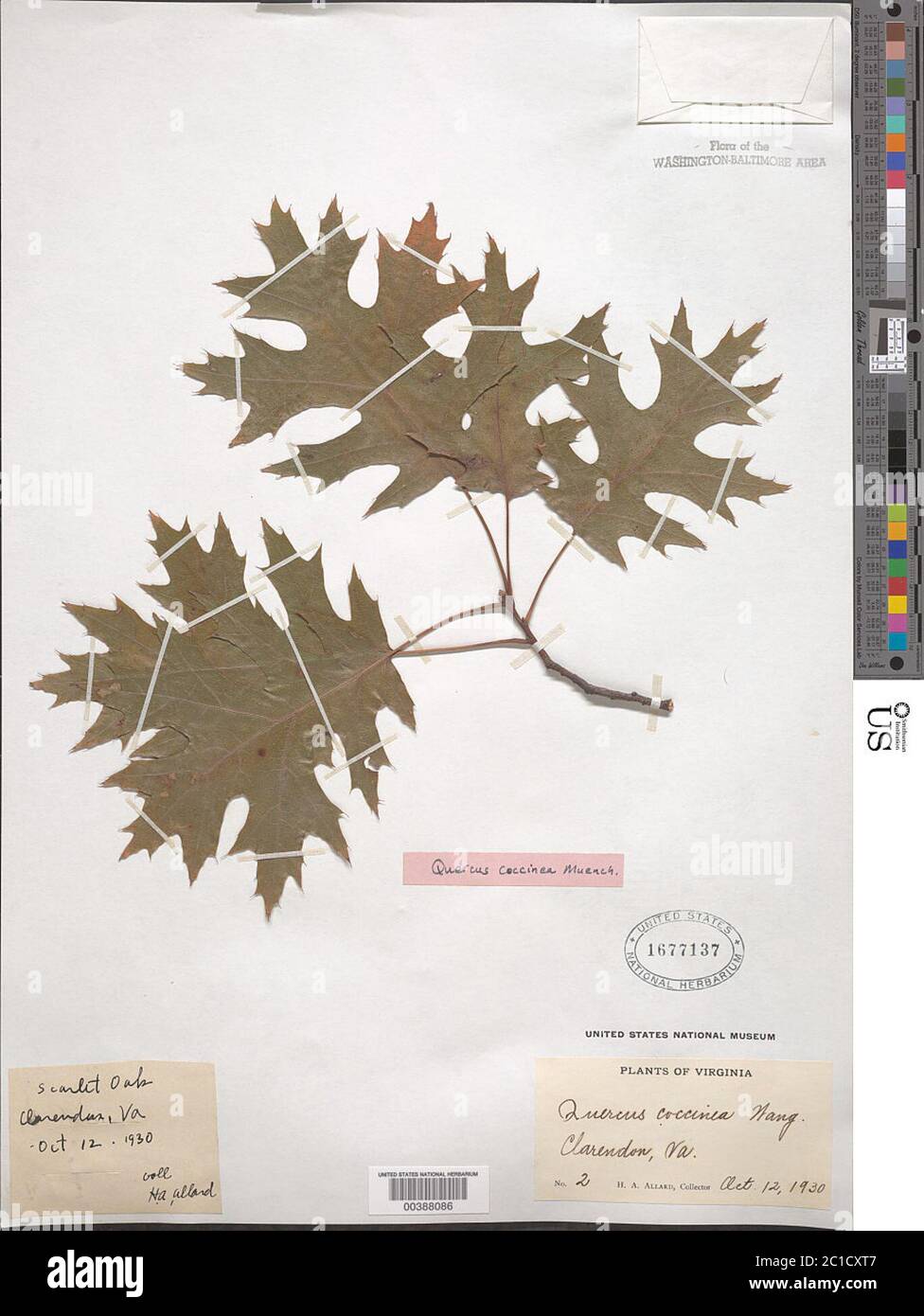 Quercus coccinea Mnchh Quercus coccinea Mnchh. Stockfoto