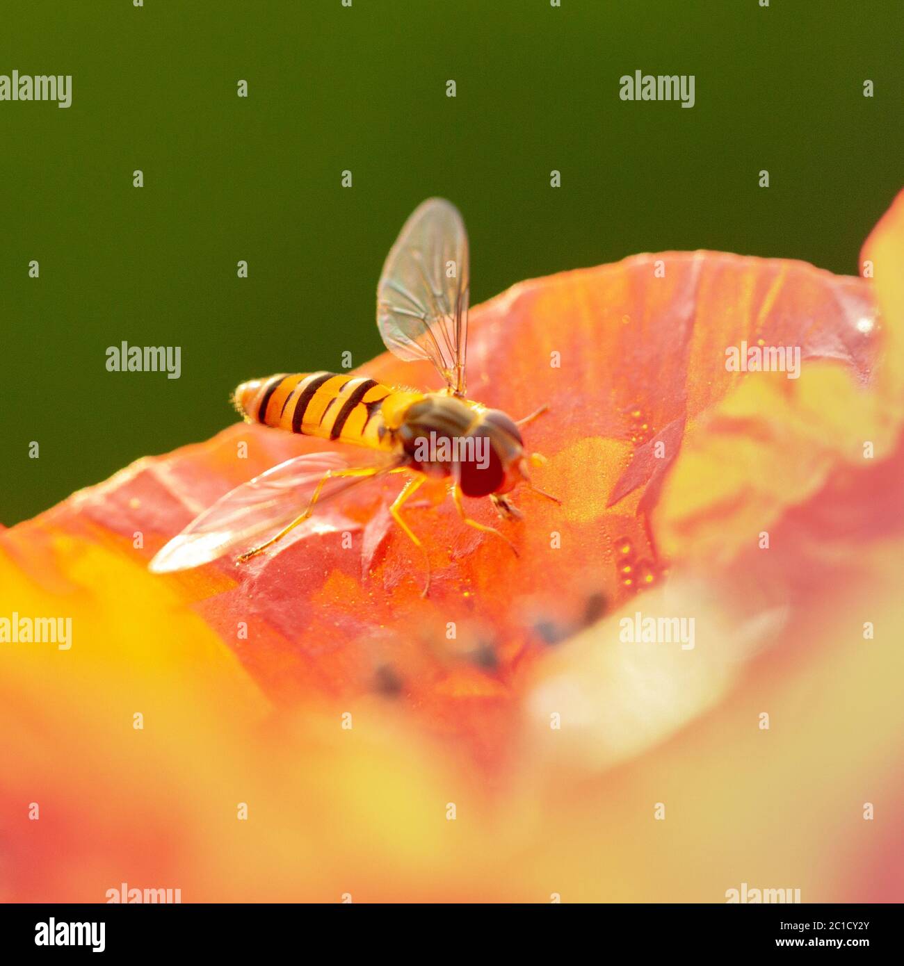 Syrphidae sitzt auf einer roten Mohnblume, nützliche Insektenpest, die Schädlinge zerstört. Stockfoto