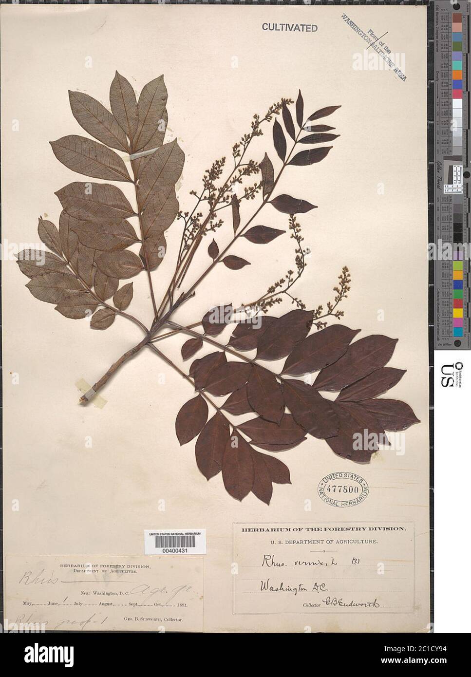Rhus vernix L Rhus vernix L. Stockfoto Rhus vernix L Rhus vernix L. Stockfoto