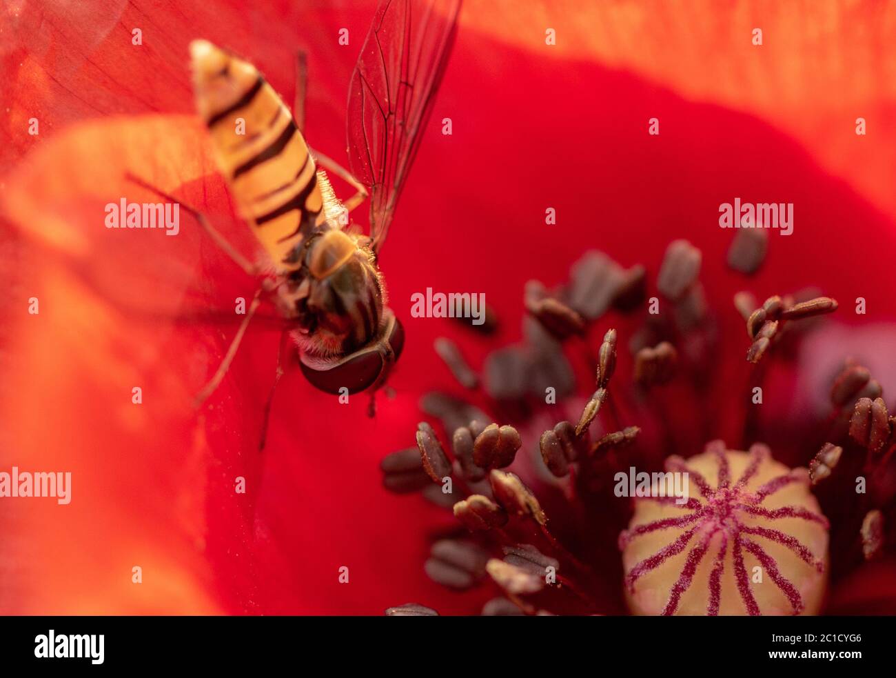 Syrphidae sitzt auf einer roten Mohnblume, nützliche Insektenpest, die Schädlinge zerstört. Stockfoto
