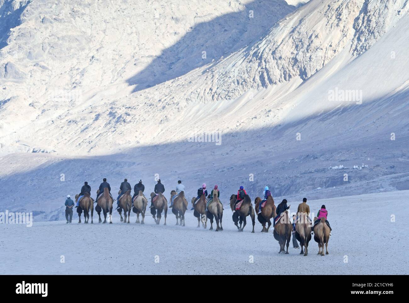 Kamelreiter in Hunder, nubra Valley Stockfoto