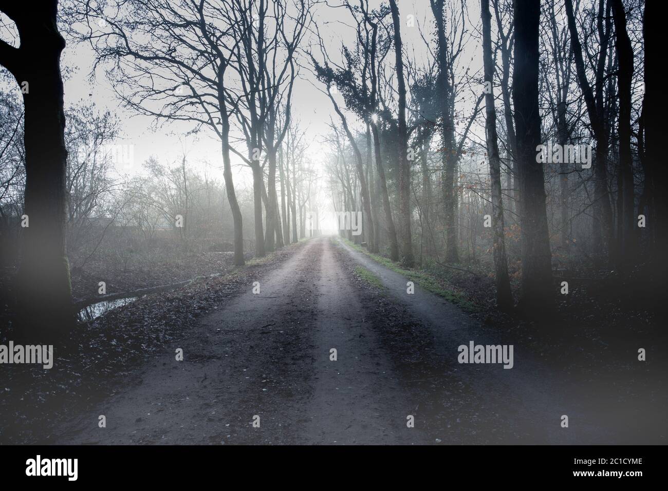 Wanderweg durch einen mysteriösen dunklen alten Wald im Nebel. Herbstmorgen auf der Krim. Magische Atmosphäre. Märchen Stockfoto Wanderweg durch einen mysteriösen dunklen alten Wald im Nebel. Herbstmorgen auf der Krim. Magische Atmosphäre. Märchen Stockfoto