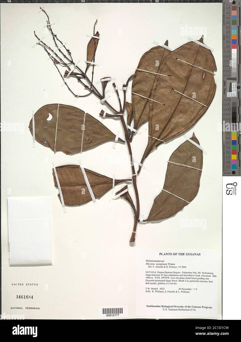 Miconia marginata Triana Miconia marginata Triana. Stockfoto