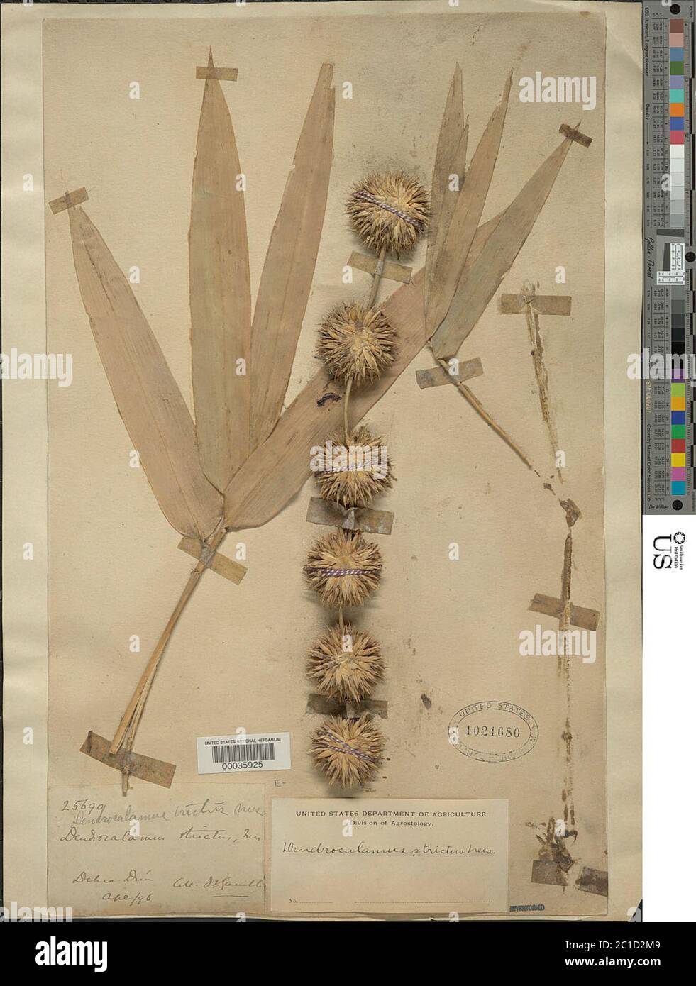 Dendrocalamus strictus nees Fotos und Bildmaterial in hoher Auflösung