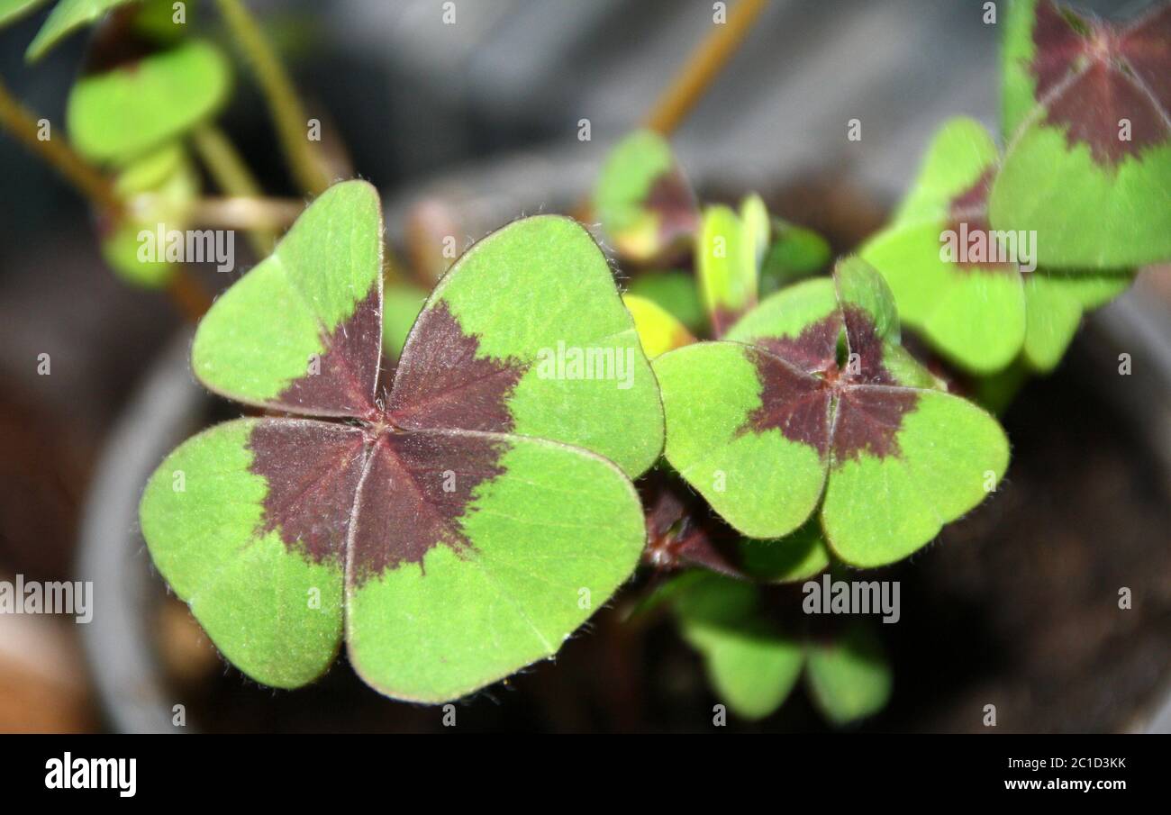 GlÃ¼cksklee Stockfoto