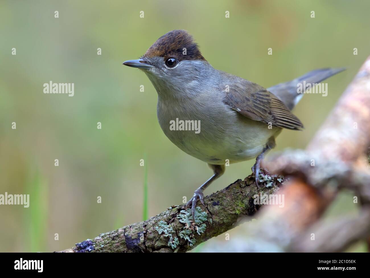 Männliche eurasische Schwarzmütze (sylvia atricapilla) auf kleinen Stock mit sauberen grünen Hintergrund thront Stockfoto