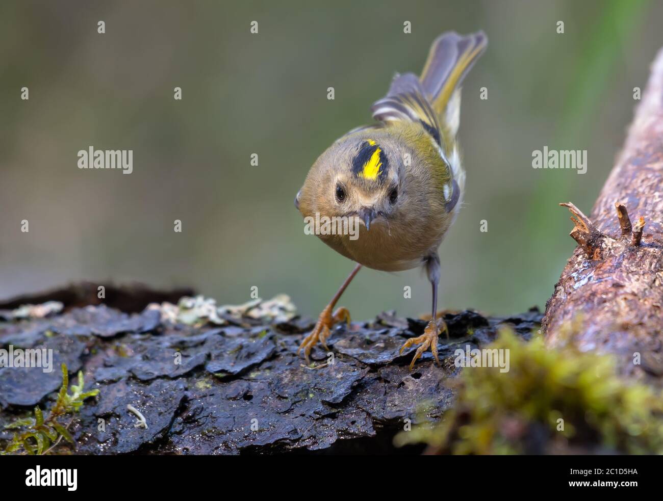 Niedliches Goldcrest (regulus regulus), das mit heller Krone auf Flechten-Zweig in der Nähe eines Wasserteiches im Wald posiert Stockfoto