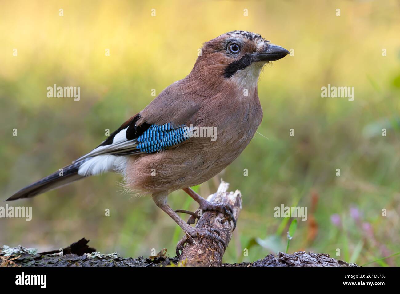 Farbenprächtiger Eurasischer eichelhäher (garrulus glandarius), der auf einem trockenen Waldstock neben dem Boden posiert Stockfoto