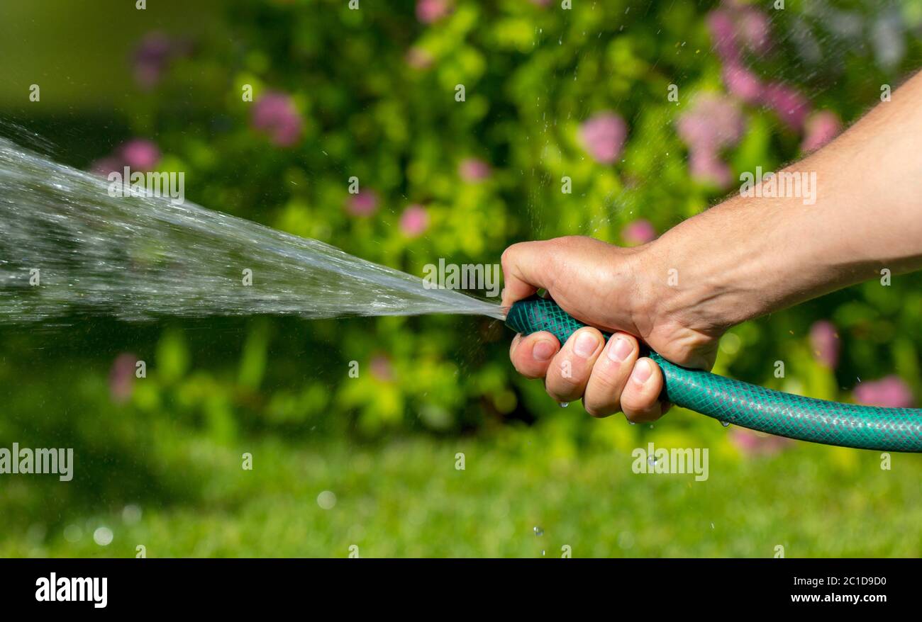 Mann, der Garten mit Schlauch bewässert, Nahaufnahme Stockfoto