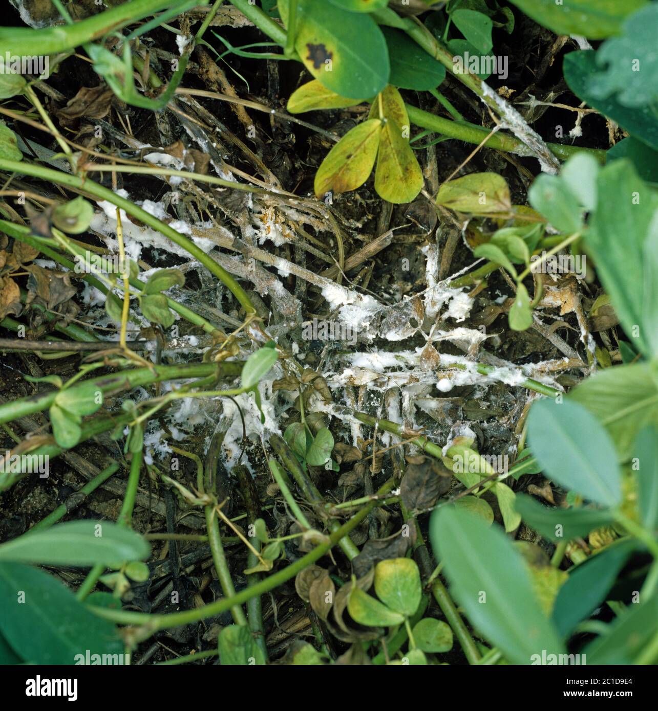 Weißer Schimmel (Athelia rolfsii) Myzel um die Basis einer Erdnusspflanze, Florida, USA, Mai Stockfoto