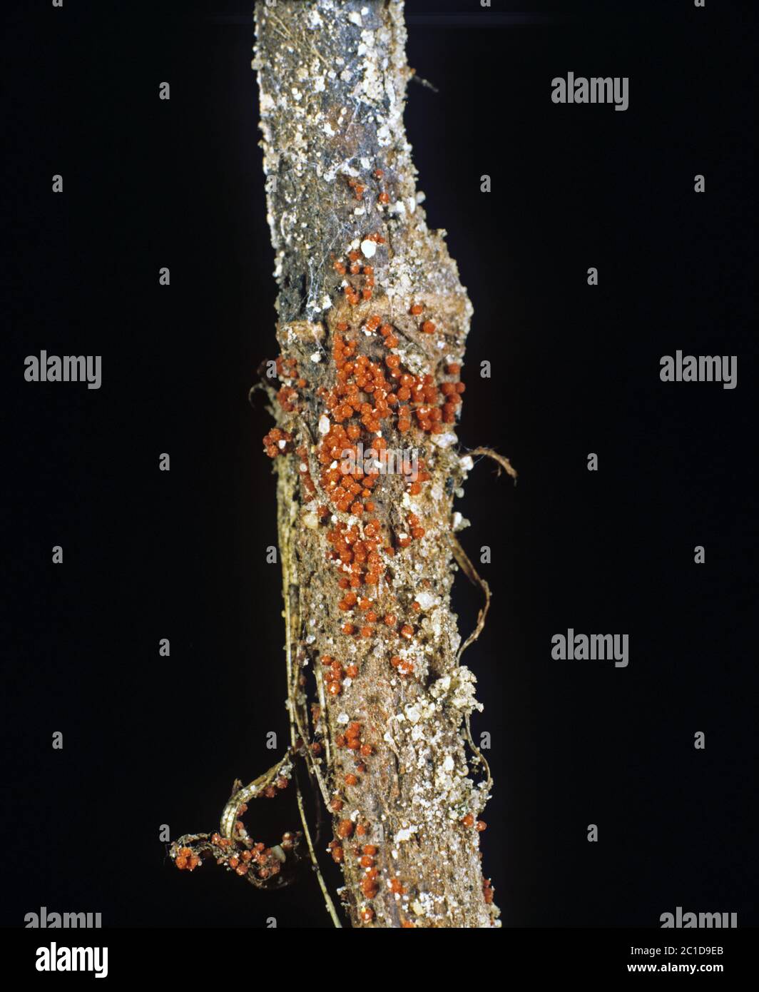Schwarzfäule (Calonectria ilicicola) perithecia auf der Stammbasis der infizierten Erdnusspflanze, Florida, USA, Mai Stockfoto