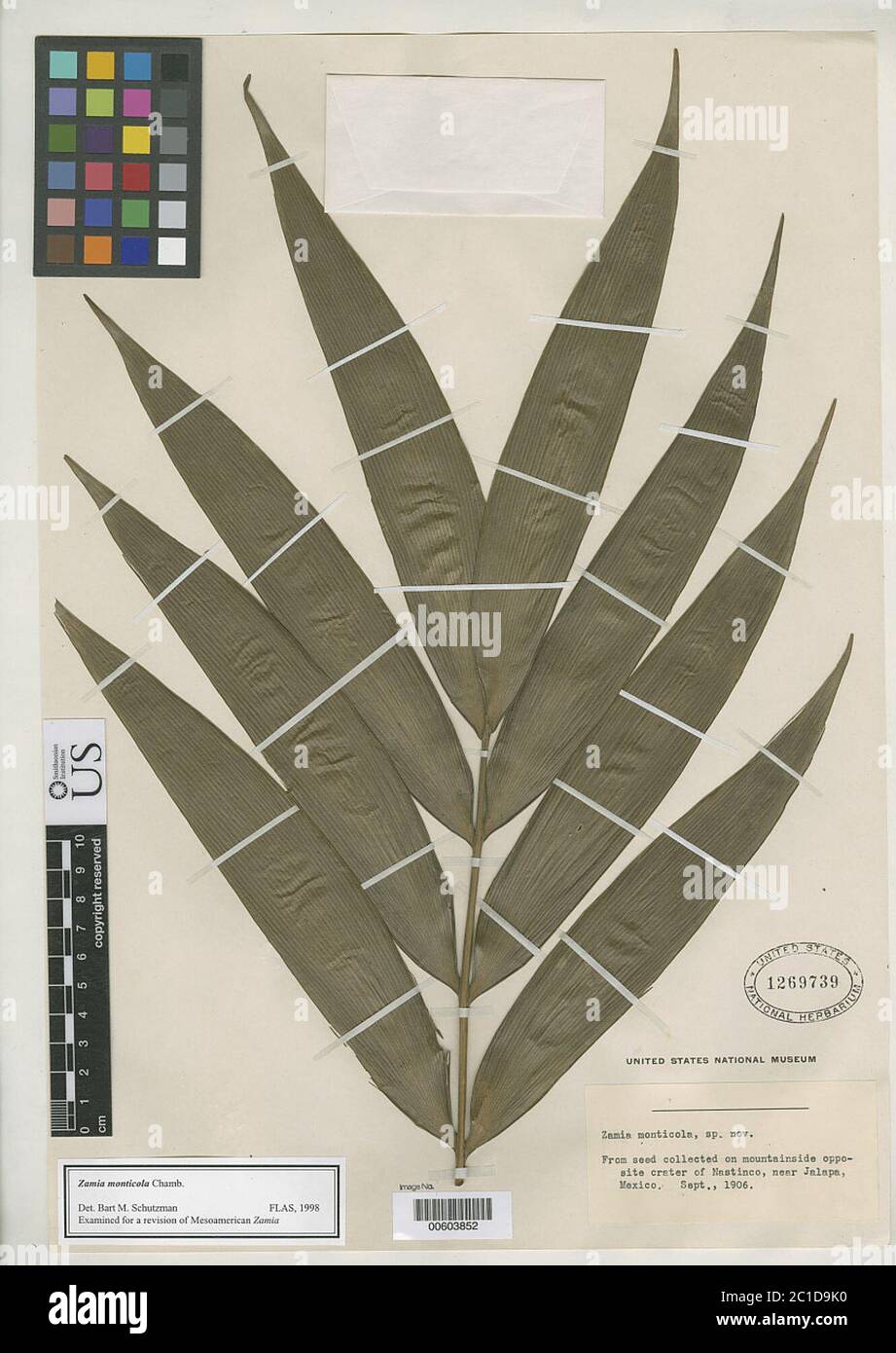 Zamia monticola Kämmerer Zamia monticola Kämmerer. Stockfoto