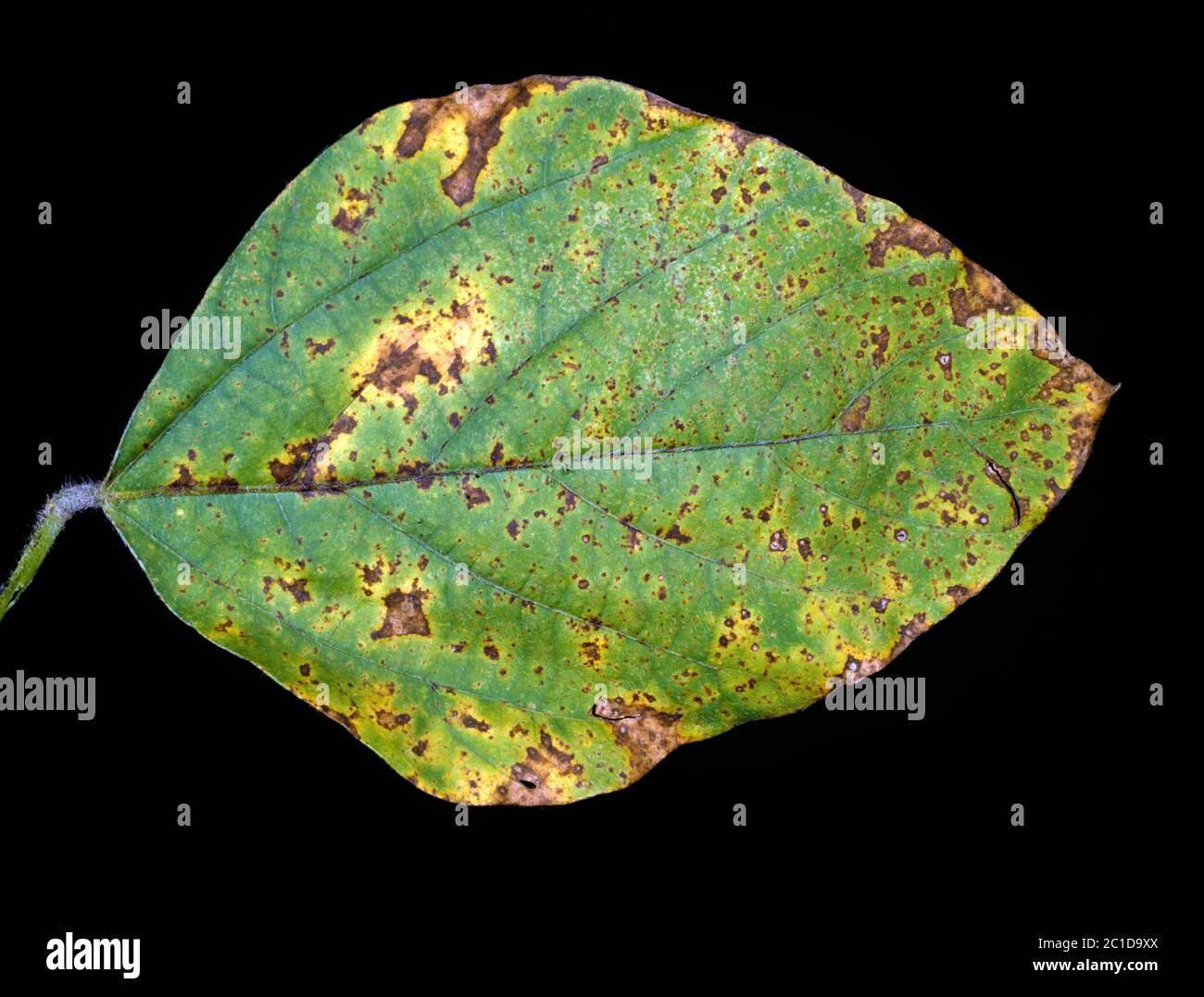 Bakterielle Schädigung (Pseudomonas savastanoi pv glycinea) Läsionen auf Sojabohnenblatt, Florida, USA, Mai Stockfoto