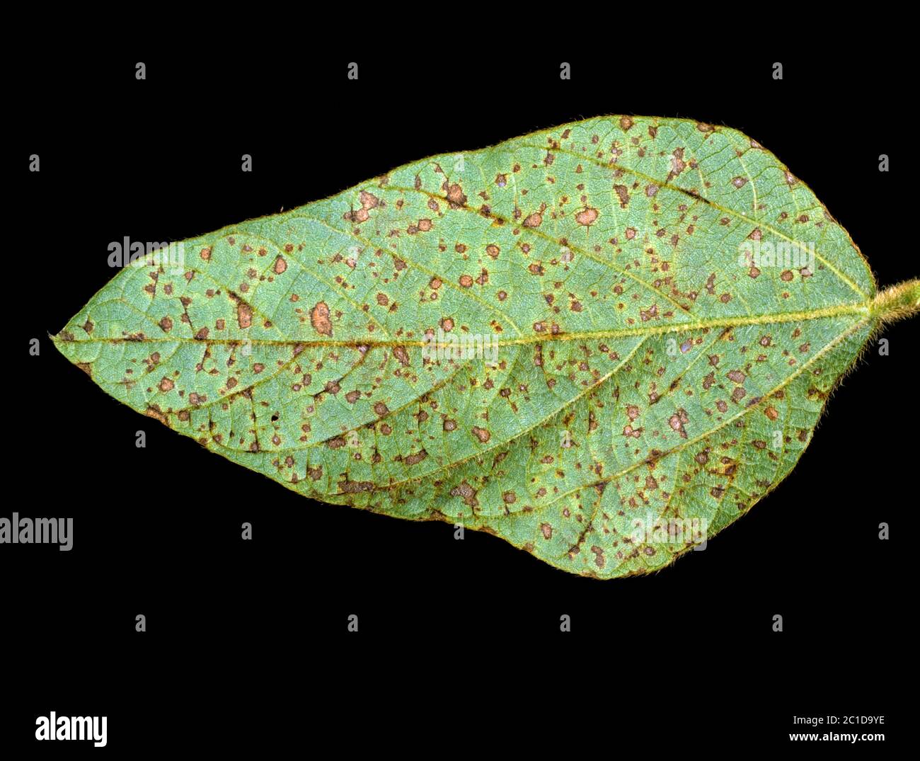 Frogeye-Blattfleck (Cercospora sojina) diskrete kreisförmige Läsionen auf Sojabohnen-Blatt, Florida, USA, Mai Stockfoto