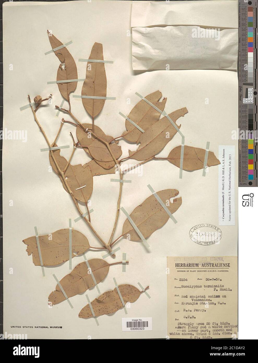 Corymbia terminalis F Muell KD Hill LAS Johnson Corymbia terminalis F Muell KD Hill LAS Johnson. Stockfoto