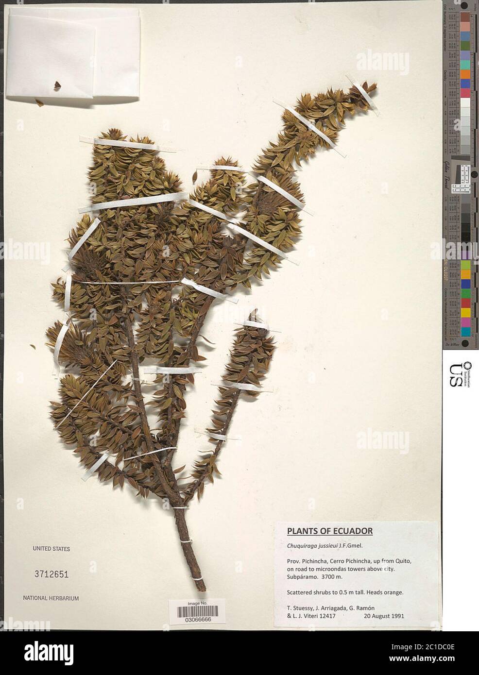 Chuqururaga jussieui JF Gmel Chuqururaga jussieui JF Gmel. Stockfoto