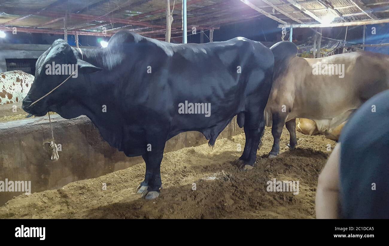 Kühe auf dem Tiermarkt während Eid UL Adha, in Malir Mandi, Karachi, Pakistan 28/07/2019 Stockfoto