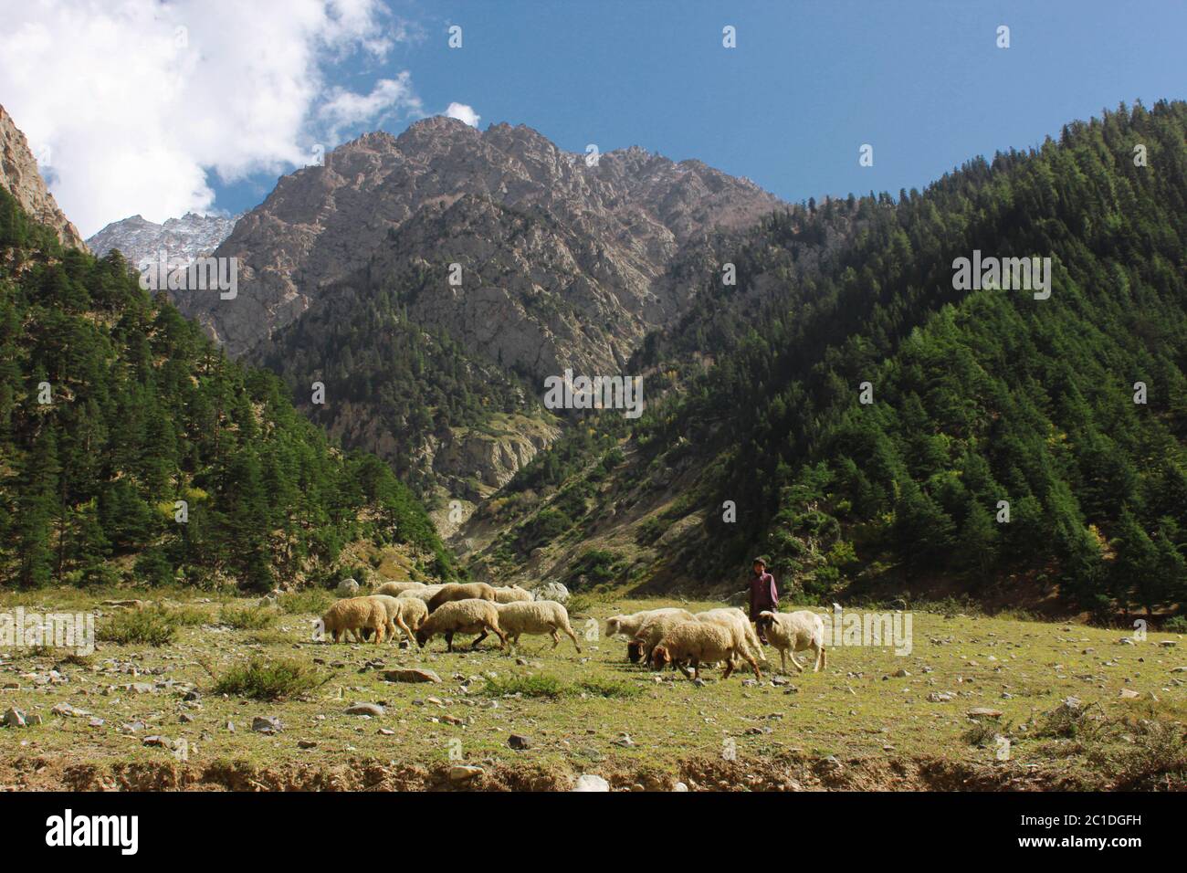 Junger Hirte mit seinen Lämmern in den Bergen im swat-Tal, Mataltan, Pakistan 14-10-2015 Stockfoto