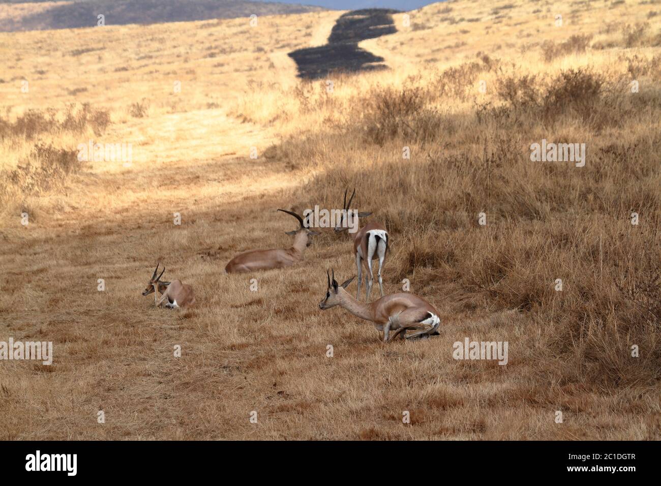 Gazellen in der Serengeti Stockfoto