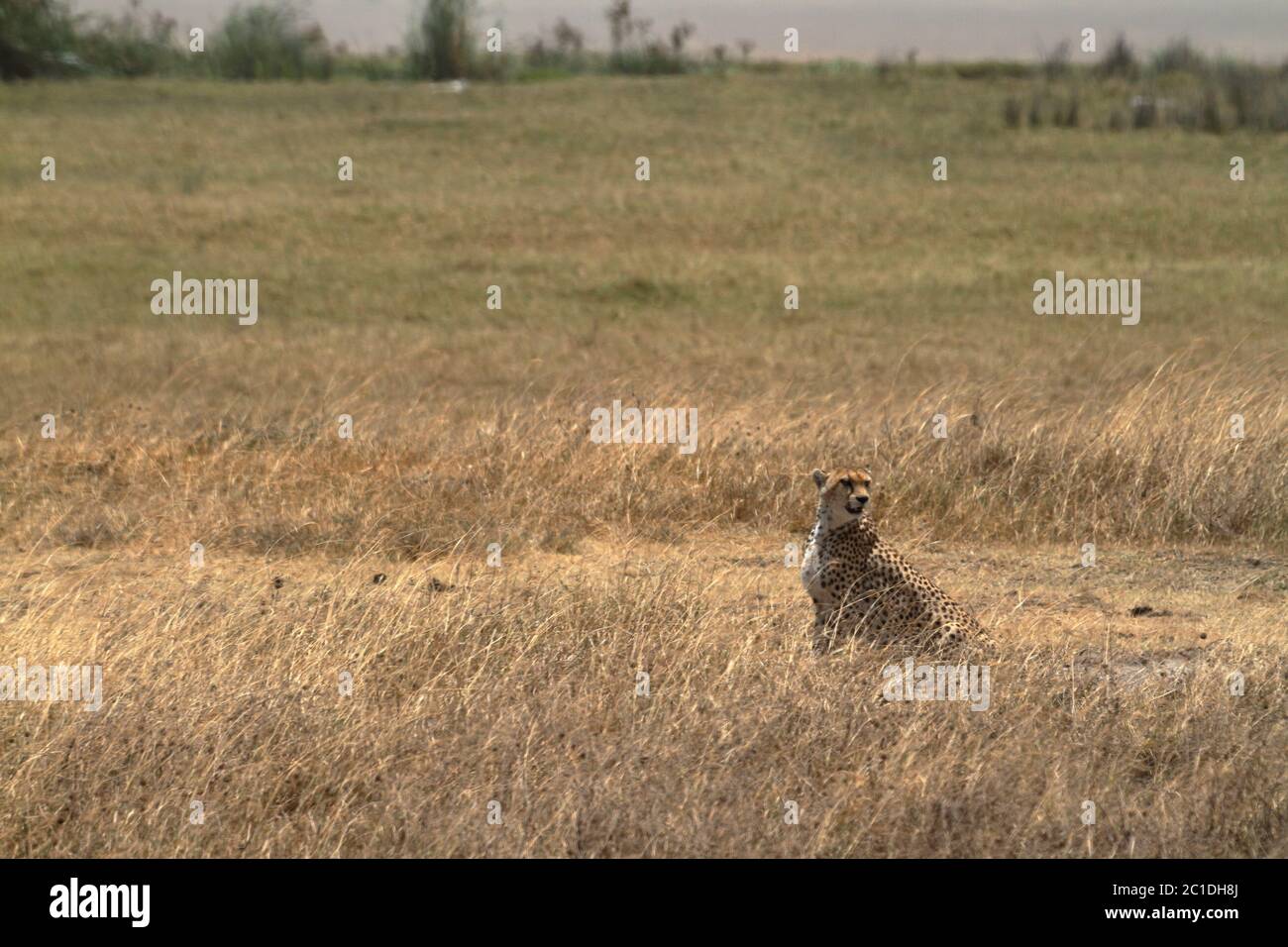 Geparden in der Serengeti Stockfoto