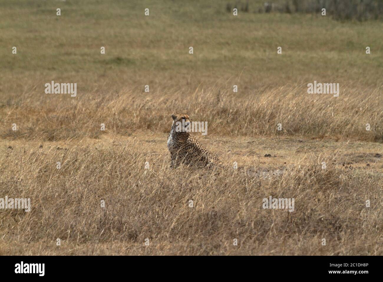 Geparden in der Serengeti Stockfoto