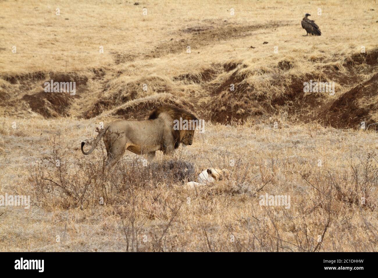 Löwen in der Serengeti Savannah Stockfoto