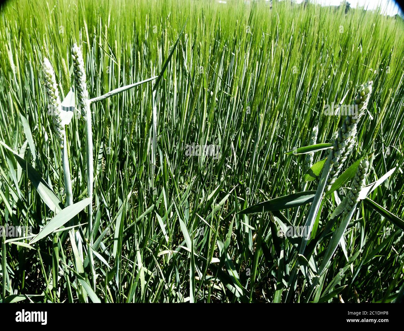 Unreife Körnung mit Weitwinkeloptik Stockfoto