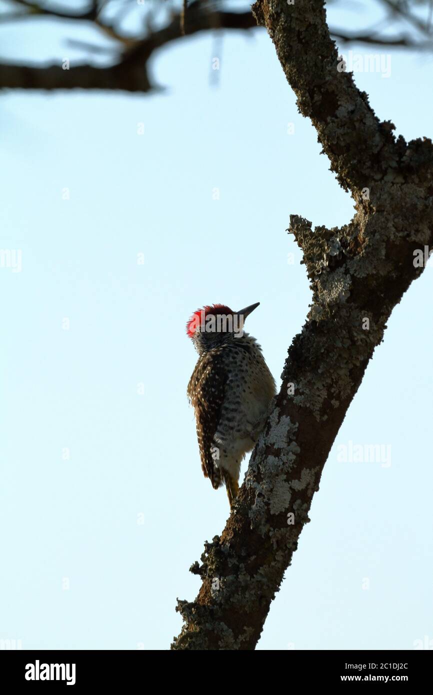 Vögel in der Serengeti Stockfoto