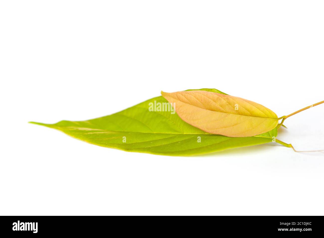 Brot Blumen Blätter auf weißem Hintergrund. Stockfoto