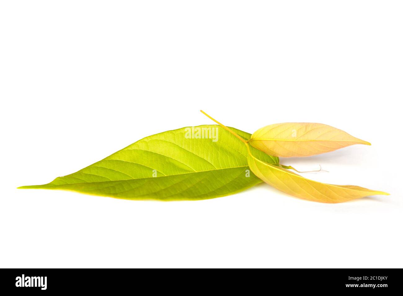 Brot Blumen Blätter auf weißem Hintergrund. Stockfoto