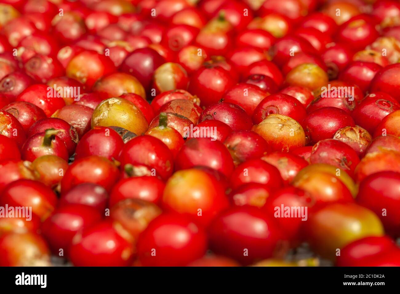 Kürzlich gepflückt Kaffeebohnen reifen - Kaffee arabica Stockfoto