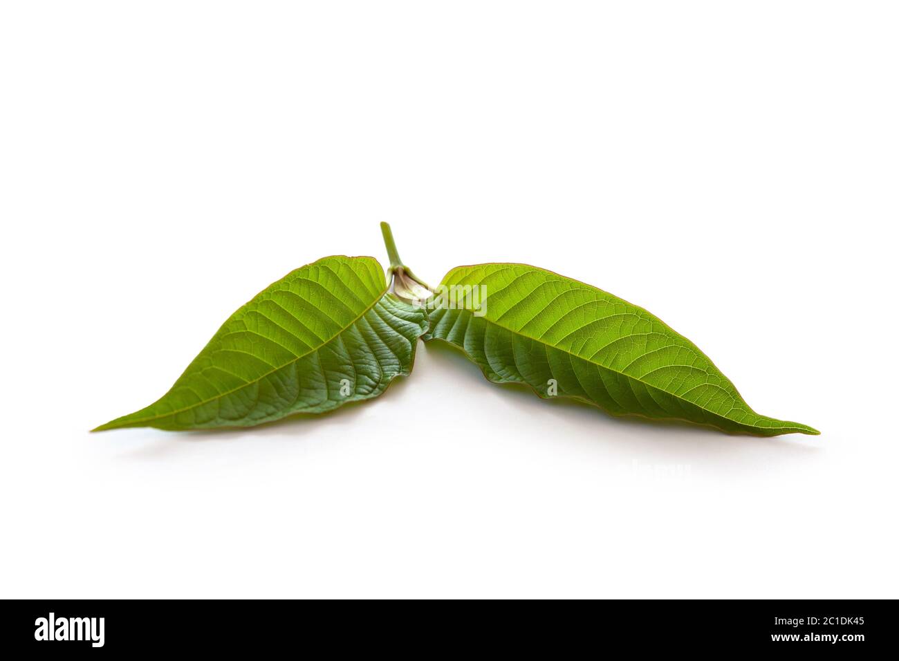 Kratom Blätter. Stockfoto
