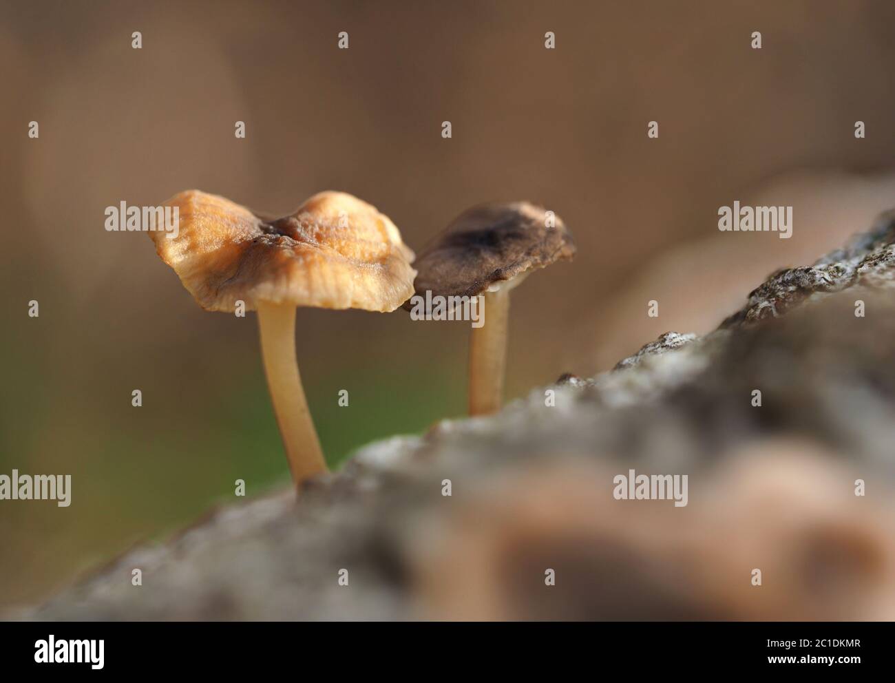 Kleine Pilze, die aus einem verfaulenden Baumstamm im Wald wachsen Stockfoto