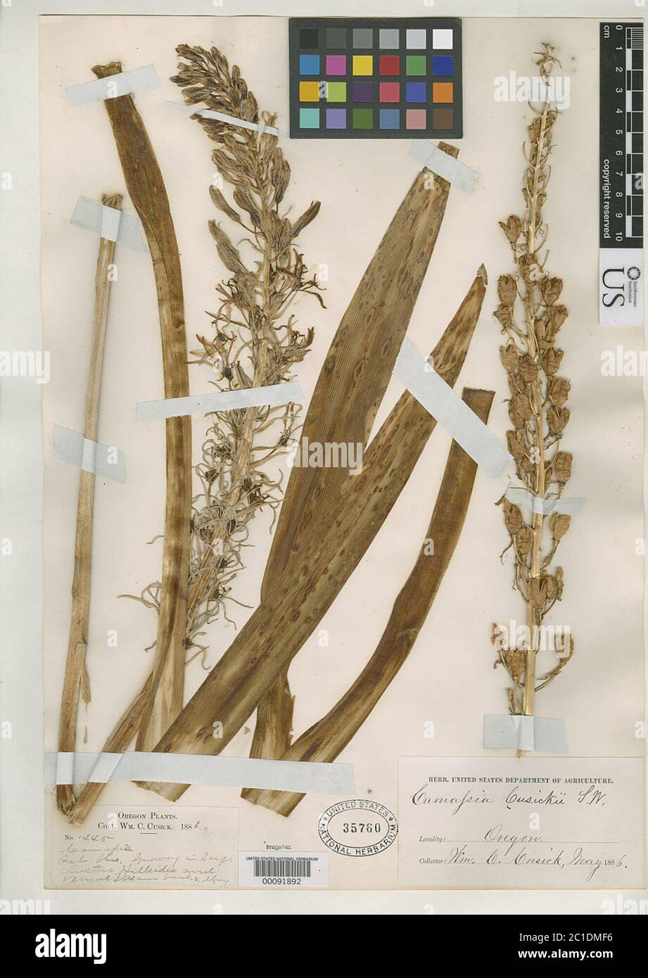 Camassia cusickii S Watson Camassia cusickii S Watson. Stockfoto