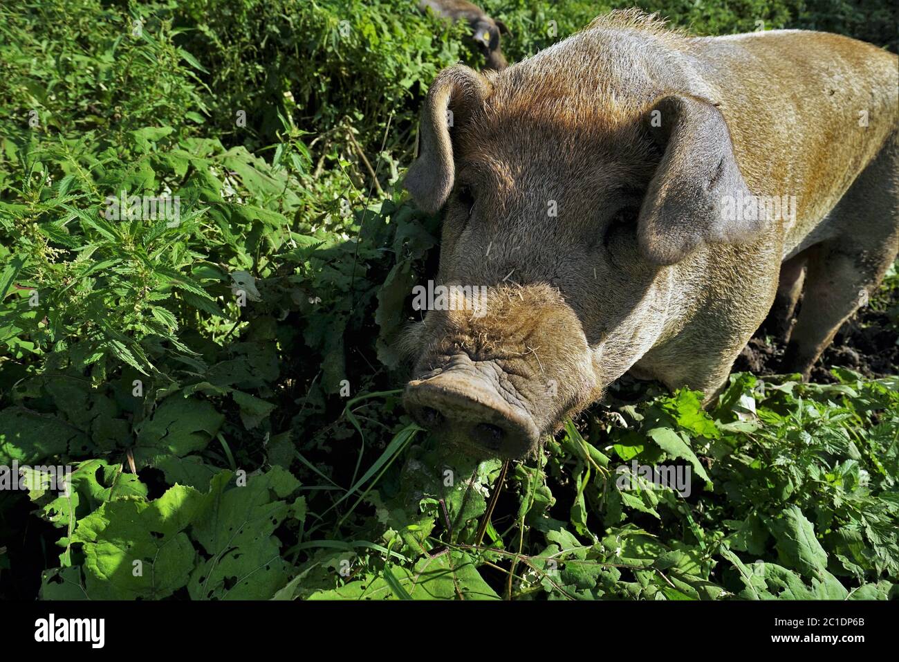 Großes Hausschwein auf dem Weideland in den Tiroler Alpen Stockfoto