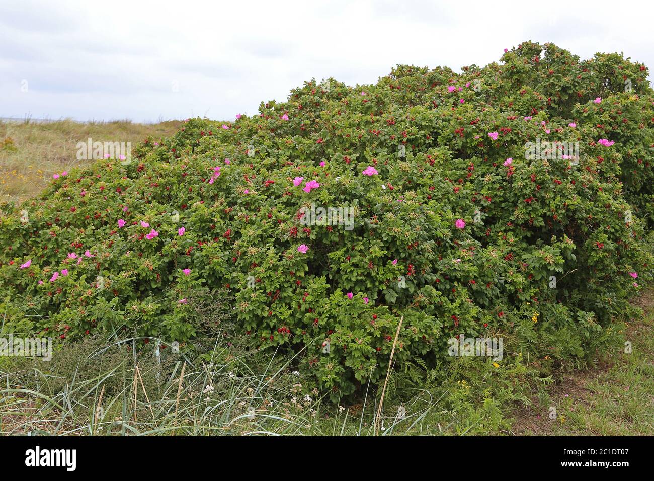 Dünenrosen oder Kartoffelrosen rosa Rugosa am ostseestrand Stockfoto